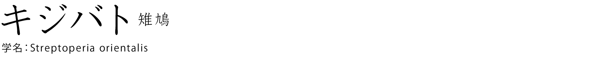 ＃1 キジバト 雉鳩 学名：Streptoperia orientalis