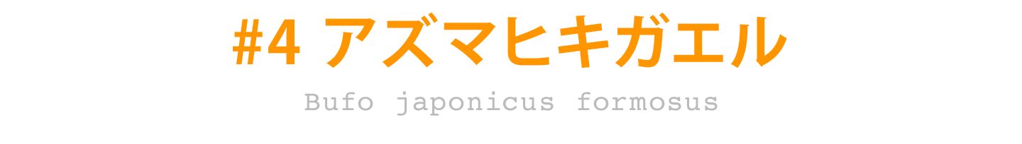 ＃4 アズマヒキガエル